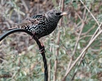 Starling - Sturnus vulgaris